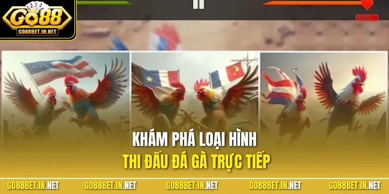Khám phá loại hình thi đấu đá gà trực tiếp