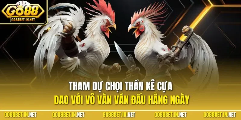 Tham dự chọi thần kê cựa dao với vô vàn ván đấu hằng ngày